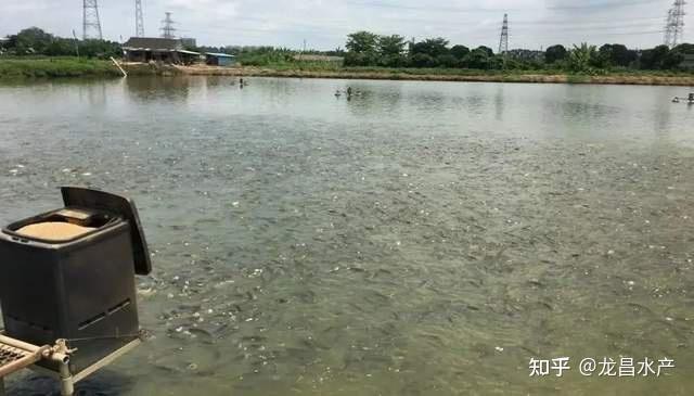如何判斷藍曼龍魚是否吃飽？