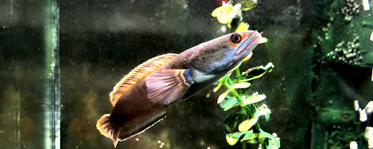 血一雷龍魚體長