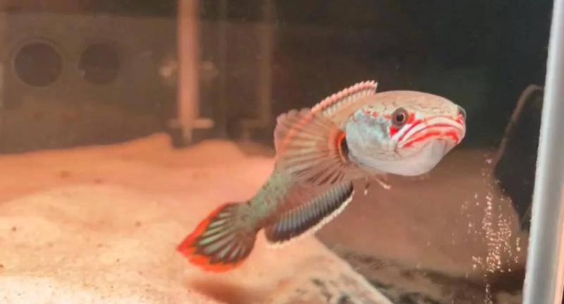 血一雷龍魚體長
