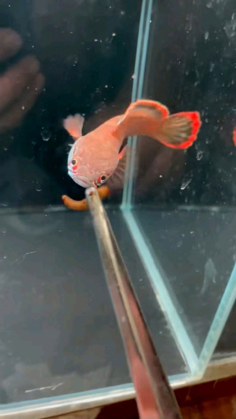 血一雷龍魚體長
