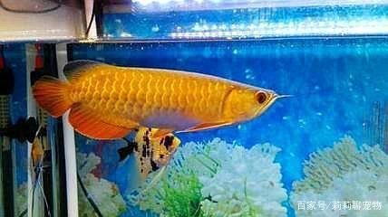 養龍魚注意什么：養龍魚需要注意什么