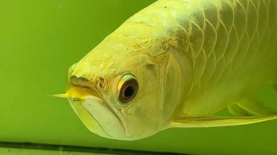 品相最好的金龍魚