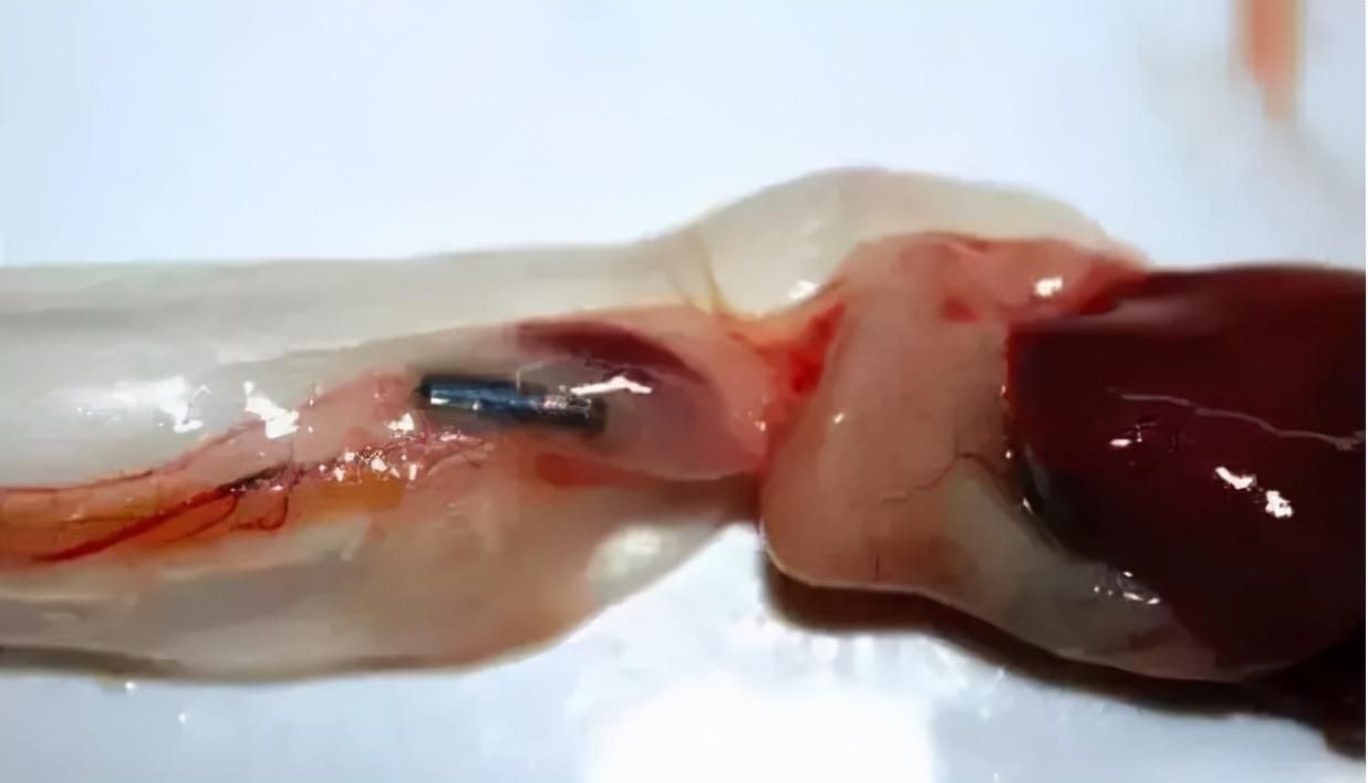 龍魚芯片的位置（如何查詢龍魚芯片？）