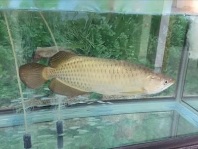 龍魚(yú)一般多少錢一只啊，龍魚(yú)市場(chǎng)價(jià)格波動(dòng)原因金龍魚(yú)與紅龍魚(yú)的區(qū)別