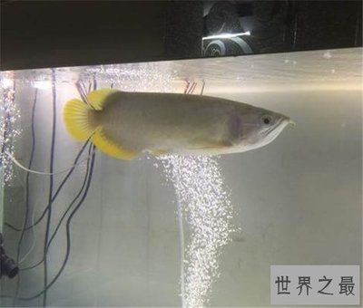龍魚人工繁殖：關于龍魚人工繁殖的詳細信息