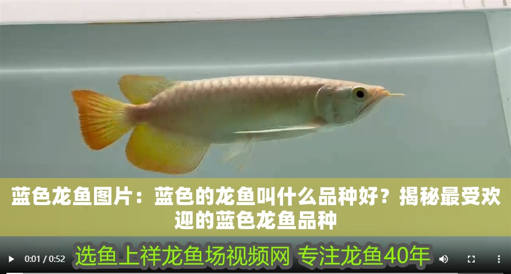藍(lán)色龍魚(yú)圖片：藍(lán)色的龍魚(yú)叫什么品種好？揭秘最受歡迎的藍(lán)色龍魚(yú)品種