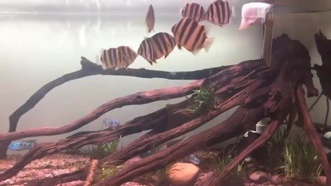 金鼓魚能和龍魚混養嗎