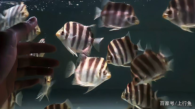 金鼓魚能和龍魚混養嗎
