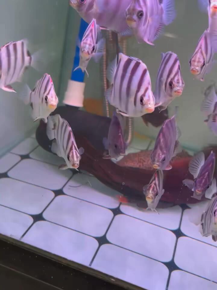 金鼓魚能和龍魚混養嗎