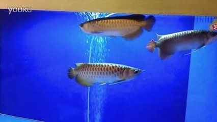 龍魚混養成功的時間（龍魚混養成功的時間通常需要兩個月甚至更長時間）