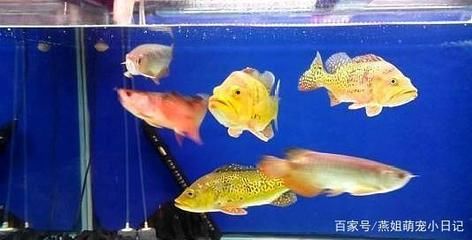 龍魚混養成功的時間（龍魚混養成功的時間通常需要兩個月甚至更長時間）