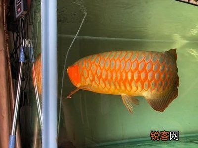 龍魚如何養，關于龍魚的養殖要點