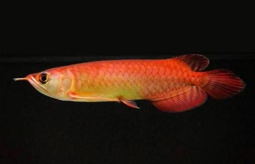 龍魚幾a的含義（“龍魚幾a”是什么意思）