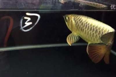龍魚撞頂蓋的原因分析（龍魚撞頂蓋的原因及防治措施）