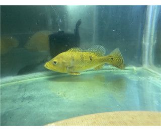 巴西亞魚苗：巴西亞魚苗是一種易于養殖且受歡迎的觀賞魚苗在市場上有一定的競爭力