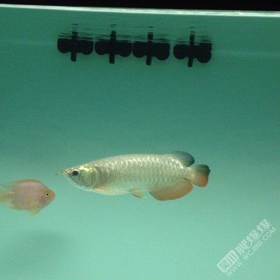 龍魚買賣平臺哪個好