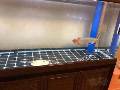 龍魚進缸后幾天換水：龍魚進缸幾天換水頻率并沒有一個固定的答案，飼養者應注意