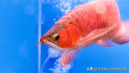 龍魚長的慢：如何提高龍魚的生長速度