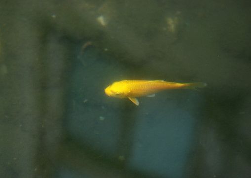 金龍魚觀賞魚百科：金龍魚分類簡介