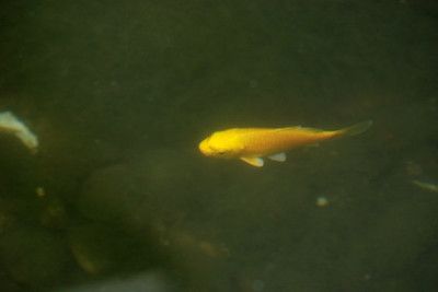 金龍魚觀賞魚百科：金龍魚分類簡介