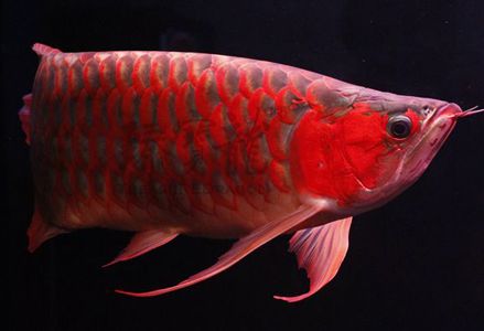 龍魚入門知識(shí)：關(guān)于龍魚的飼養(yǎng)和養(yǎng)護(hù)的全面指南