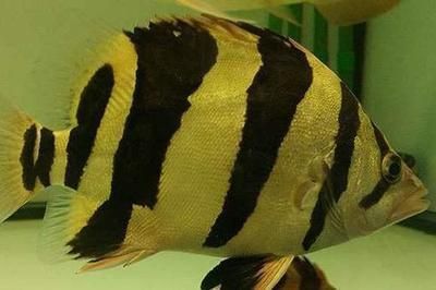 龍崗哪里有賣(mài)魚(yú)缸的地方啊電話多少（ 龍崗中心城哪里有賣(mài)魚(yú)的）