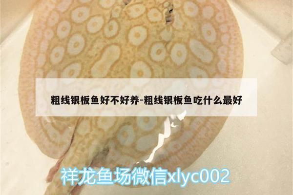 龍崗哪里有賣(mài)魚(yú)缸的地方啊電話多少（ 龍崗中心城哪里有賣(mài)魚(yú)的）