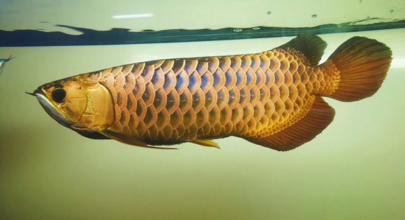 龍魚感染期間需要停食嗎？