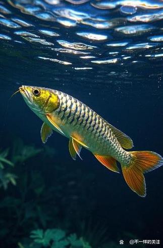 金龍魚像什么