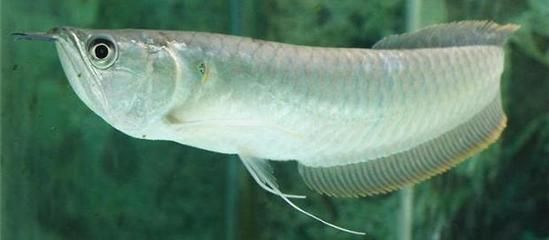 點星龍魚多大，點星龍魚在家庭水族箱中的最大體長可以超過60厘米