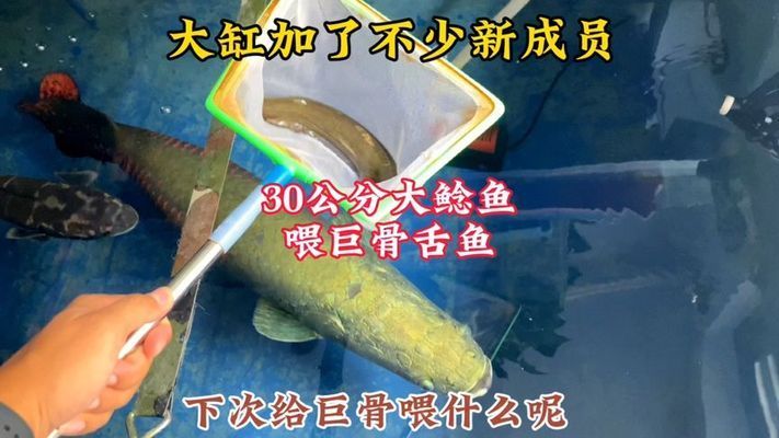 巨骨舌魚幼魚期食譜，巨骨舌魚幼魚期的食譜