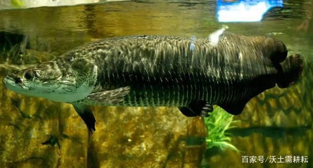巨骨舌魚幼魚期食譜，巨骨舌魚幼魚期的食譜