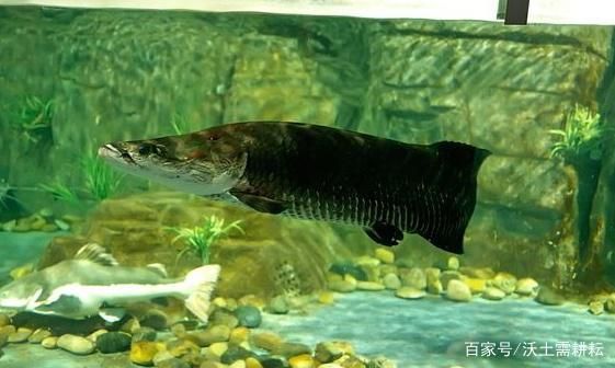 巨骨舌魚幼魚期食譜，巨骨舌魚幼魚期的食譜