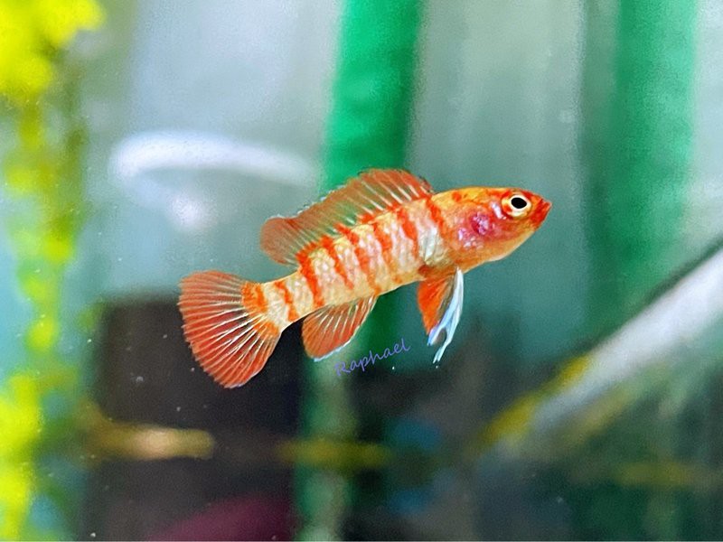 火焰變色龍魚 火焰變色龍魚 龍魚百科 第4張