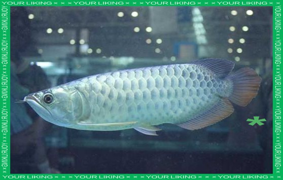 如何識(shí)別銀龍魚(yú)的情緒化行為？ 如何識(shí)別銀龍魚(yú)的情緒化行為？ 龍魚(yú)百科 第6張