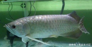 龍魚眼睛劃傷多久能好：龍魚眼睛劃傷恢復時間