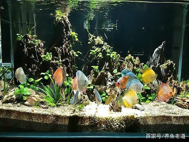 七彩魚(yú)可以和龍魚(yú)混養(yǎng)嗎圖片