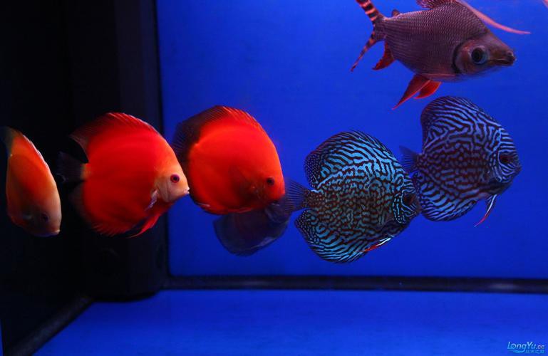 七彩魚(yú)可以和龍魚(yú)混養(yǎng)嗎圖片