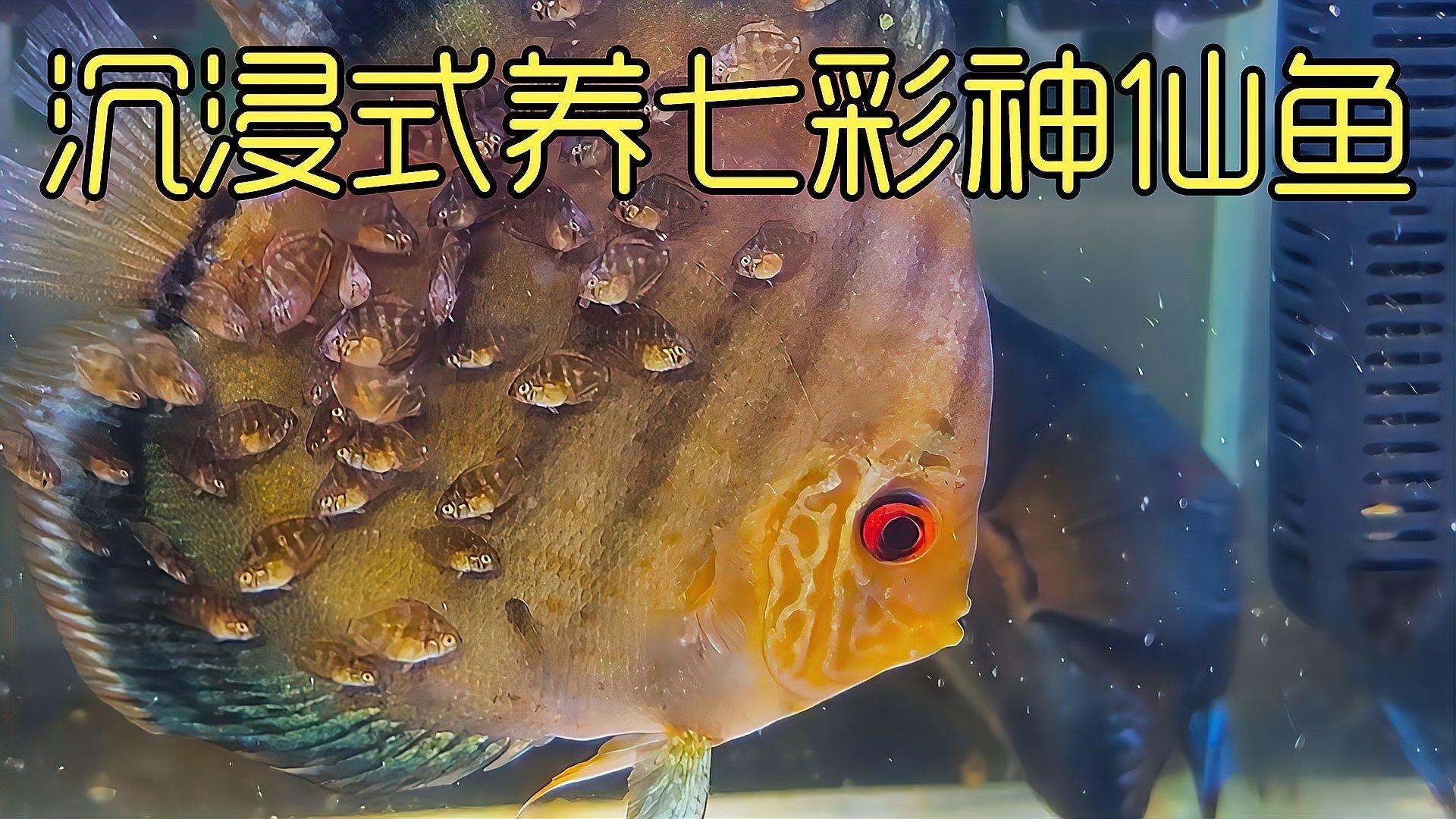 七彩魚(yú)可以和龍魚(yú)混養(yǎng)嗎圖片