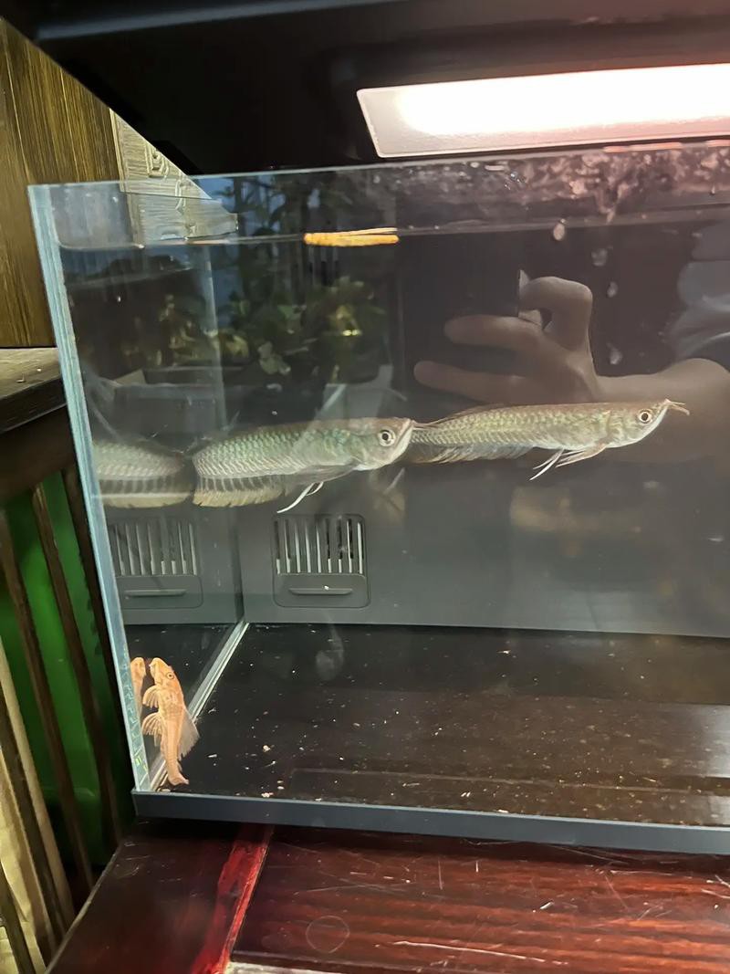 七彩魚(yú)可以和龍魚(yú)混養(yǎng)嗎圖片