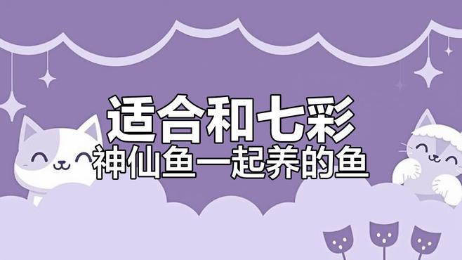 七彩魚(yú)可以和龍魚(yú)混養(yǎng)嗎圖片