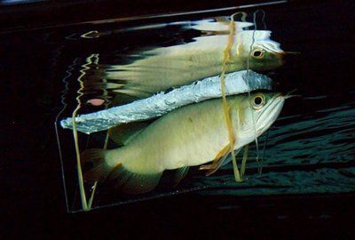 小龍魚的功效與作用：小龍魚是一種淡水魚類，具有豐富的營養價值和多種功效與作用