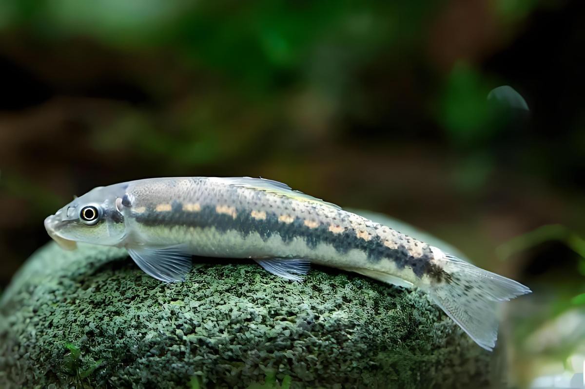 七鰭魚中哪個品種最稀有？