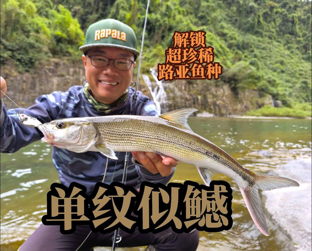 七鰭魚中哪個品種最稀有？