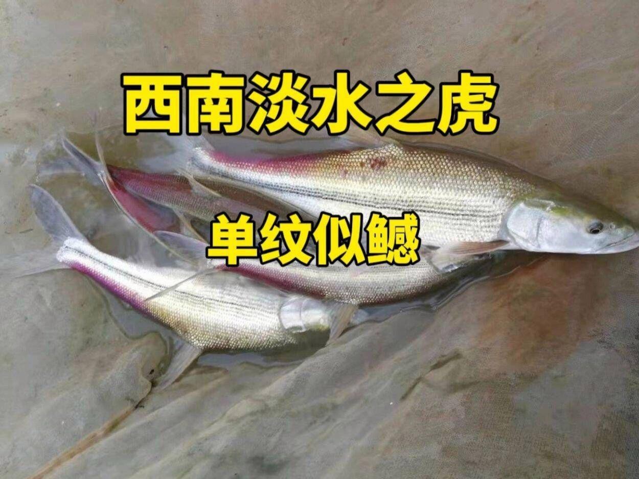 七鰭魚中哪個品種最稀有？