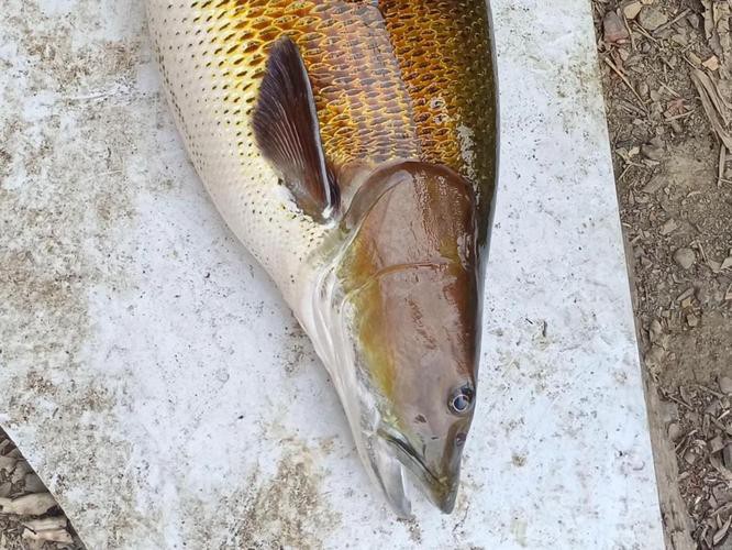 七鰭魚中哪個品種最稀有？