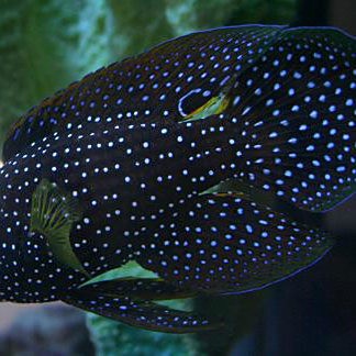 七鰭魚中哪個品種最稀有？