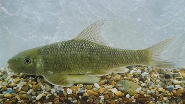 七鰭魚中哪個品種最稀有？