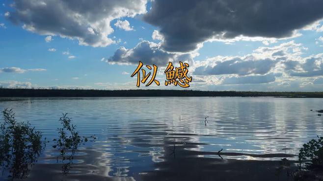 七鰭魚中哪個品種最稀有？