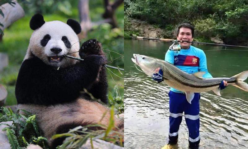 七鰭魚中哪個品種最稀有？